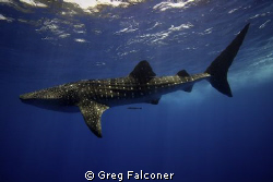 Whale Shark at the surface, Gladden Spit, Belize, May 200... by Greg Falconer 